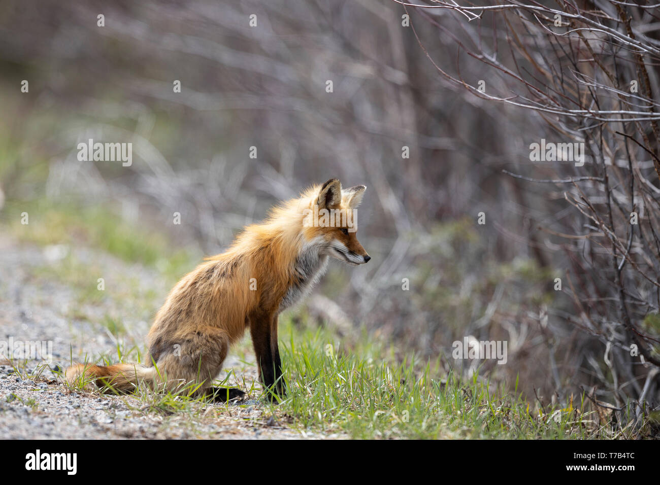 MAYNOOTH, ONTARIO, CANADA - May 04, 2019: A red fox (Vulpes Vulpes