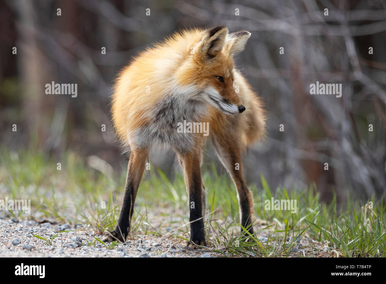MAYNOOTH, ONTARIO, CANADA - May 04, 2019: A red fox (Vulpes Vulpes