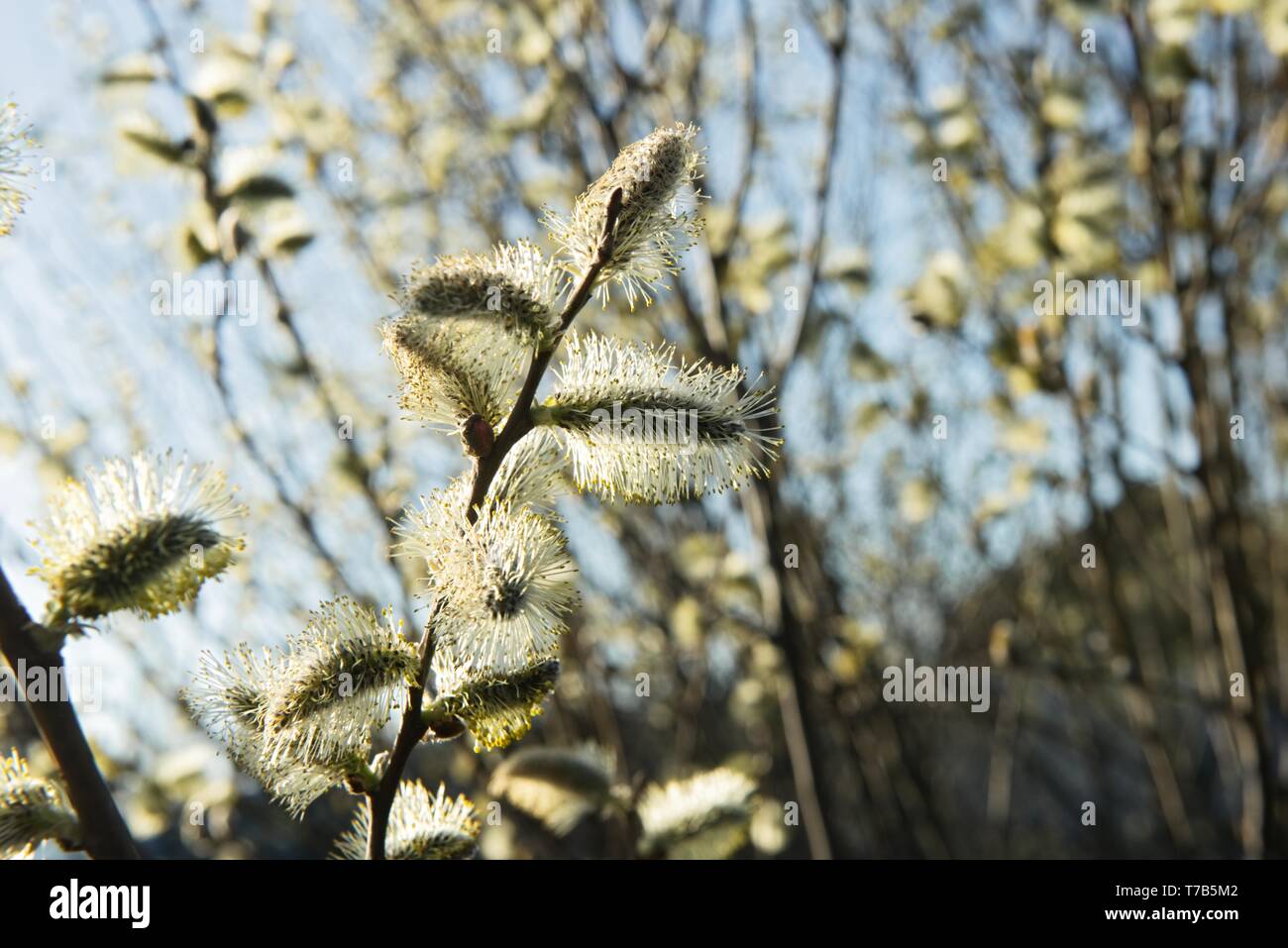 Spring leaves on a twig of apple tree. Visible young buds on a twig. Beautifully blurred background. Apple tree buds with spring colors on a sunny day Stock Photo