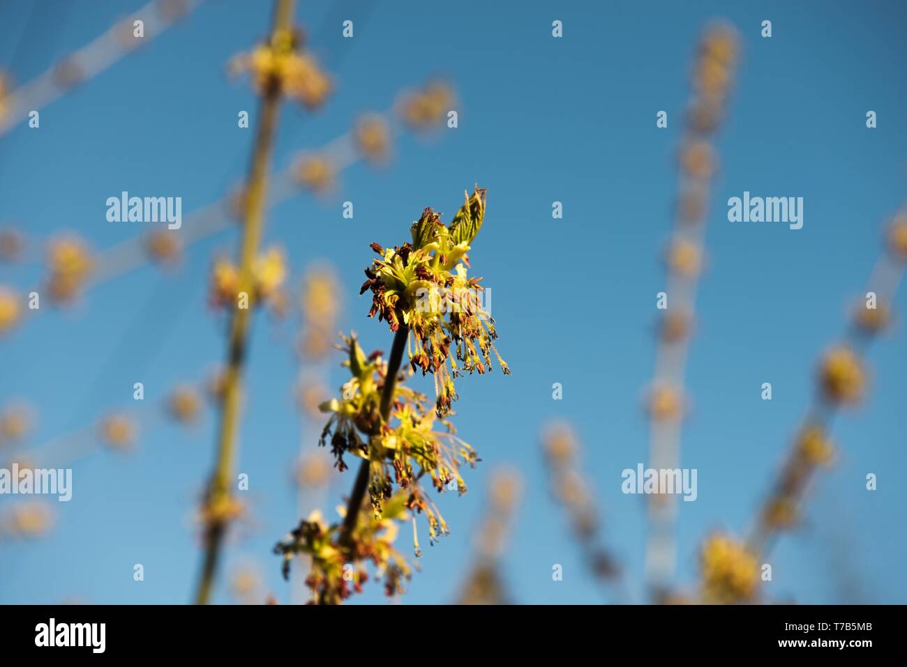 Spring leaves on a twig of apple tree. Visible young buds on a twig. Beautifully blurred background. Apple tree buds with spring colors on a sunny day Stock Photo