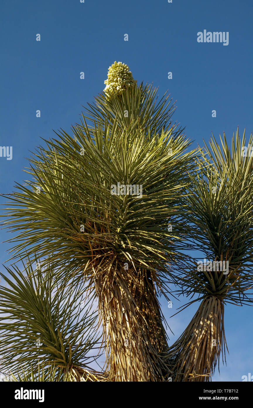 Joshua Tree with Bloom Stock Photo