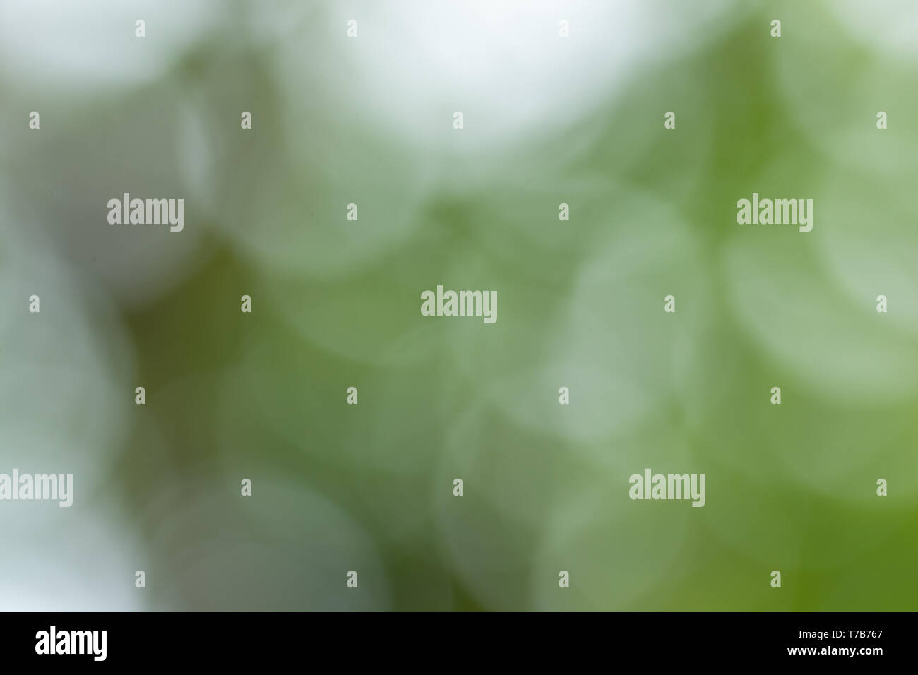 Bokeh background From natural light Stock Photo - Alamy