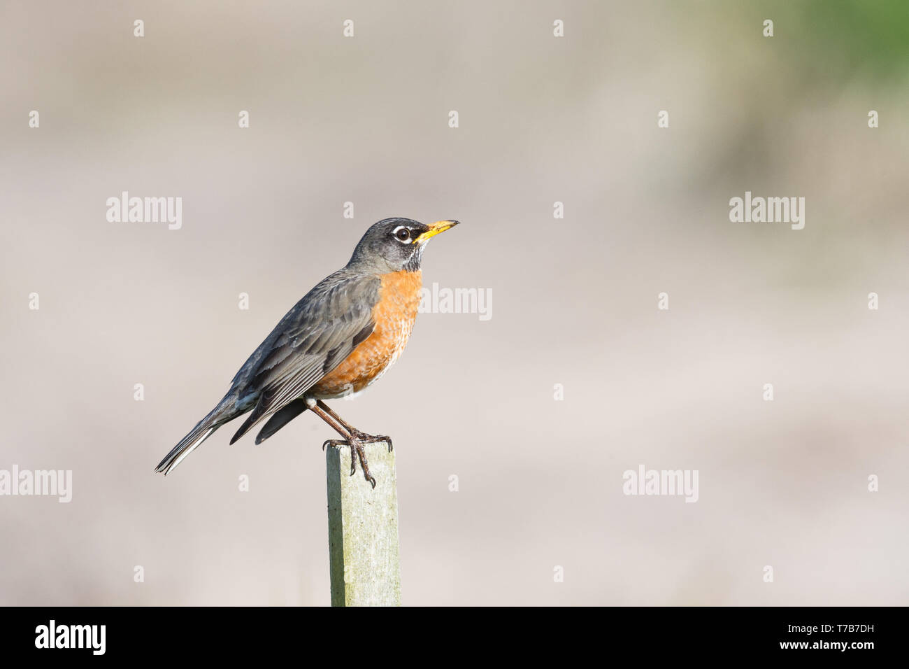 American Robin  National Wildlife Federation