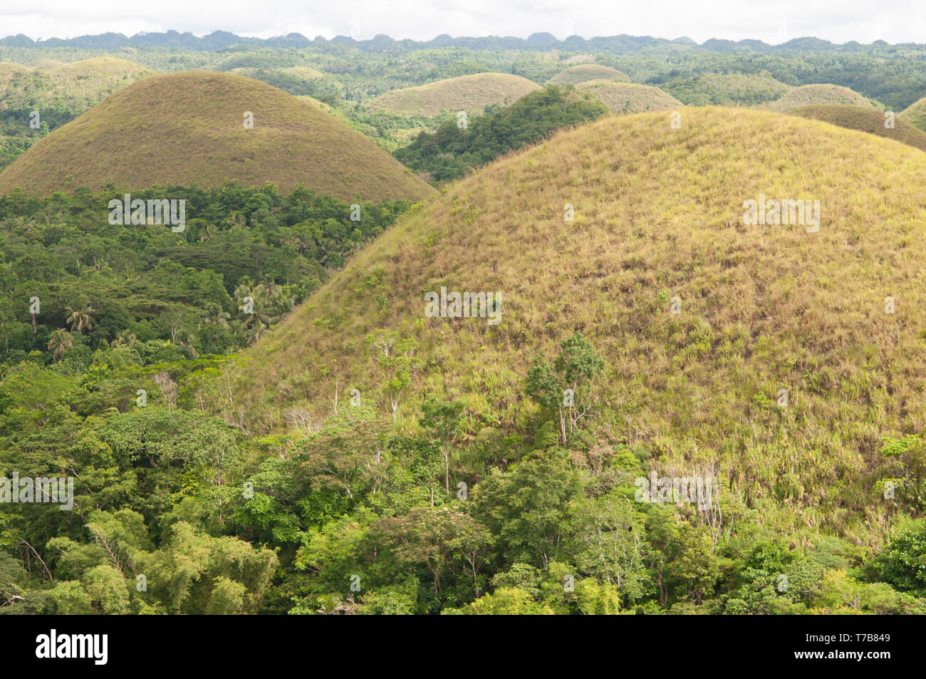 Chocolate Hills, Bohol, Visayas, Philippines, South East Asia, Asia Stock Photo Alamy