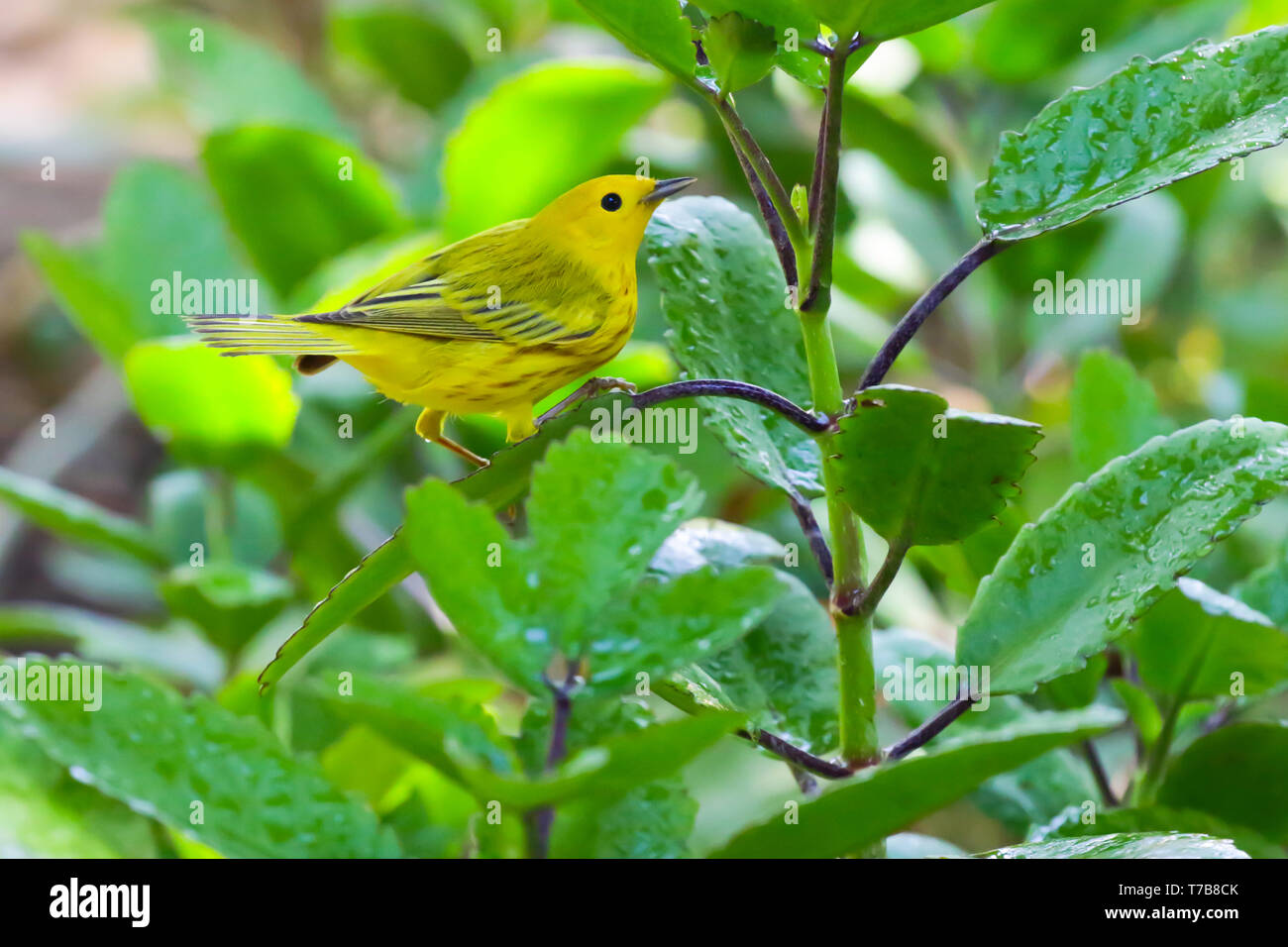 Yellow warbler in flight hi-res stock photography and images - Alamy