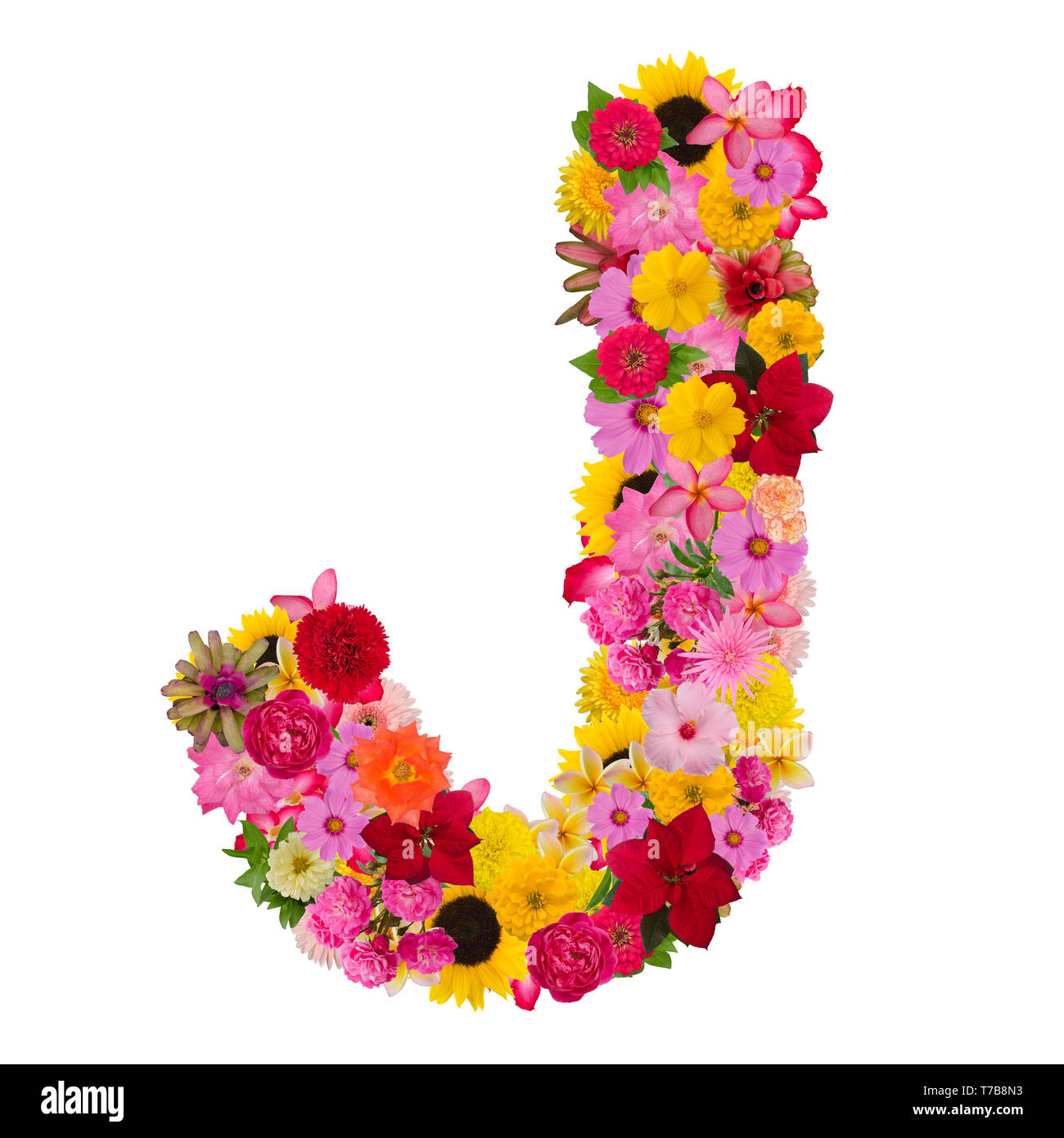 Letter J alphabet with flower ABC concept type as logo isolated on white background. With clipping path Stock Photo