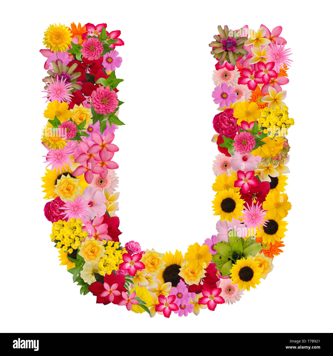 Letter U alphabet with flower ABC concept type as logo isolated on white background. With clipping path Stock Photo