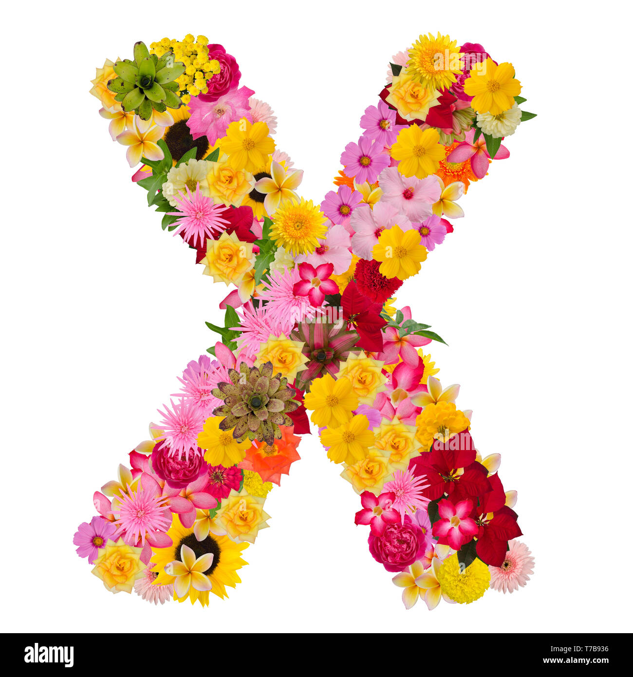 Letter X alphabet with flower ABC concept type as logo isolated on white background. With clipping path Stock Photo