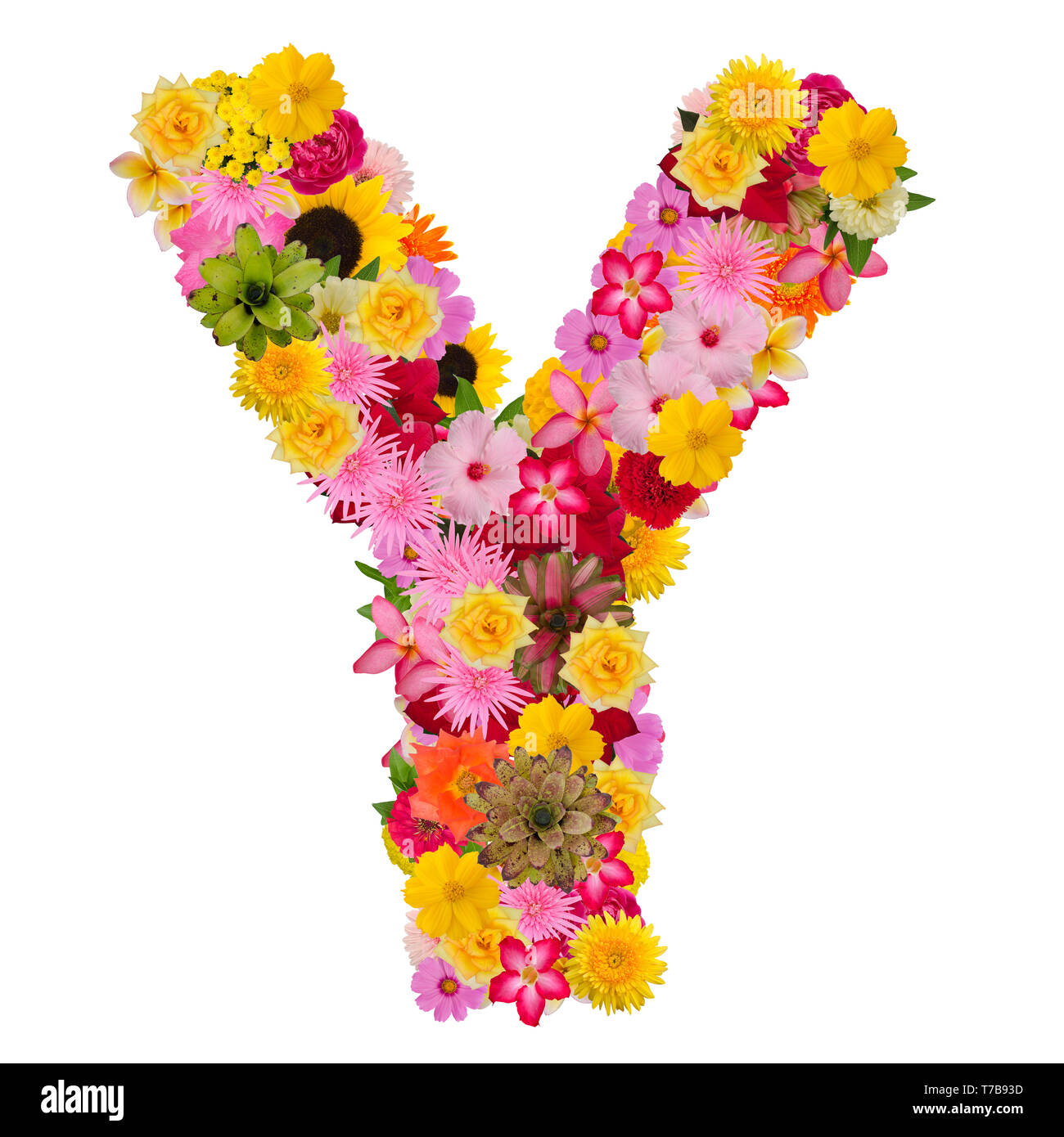 Letter Y Alphabet With Flower Abc Concept Type As Logo Isolated On White Background With Clipping Path Stock Photo Alamy
