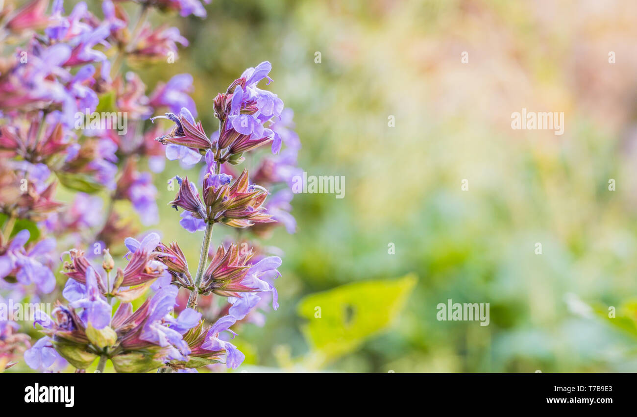 sage plant salvia officinalis growing and blooming outdoors in spring in Spain Stock Photo