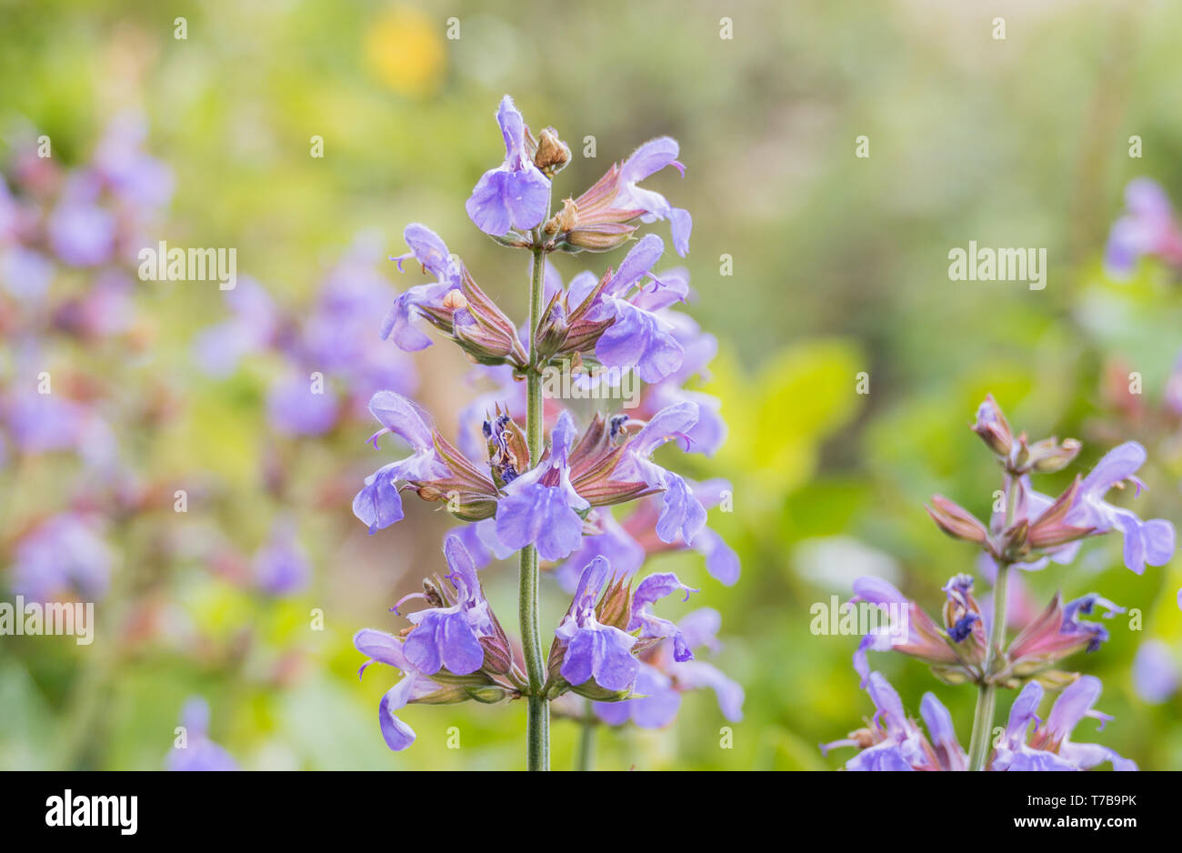 sage flowers detail of salvia officinalis growing in a field in spring Stock Photo
