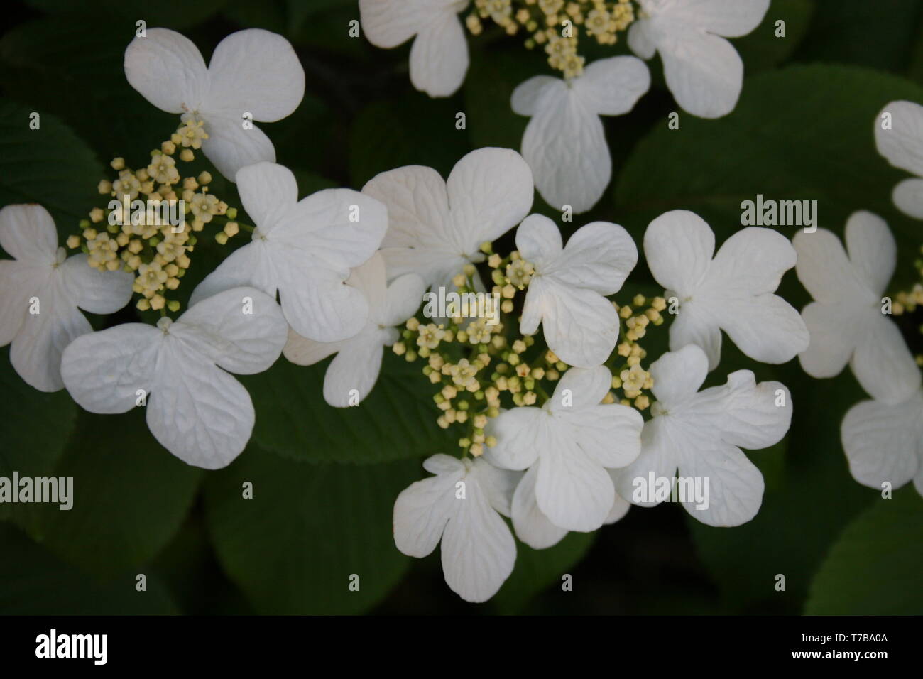 Viburnum plicatum summer snowflake hi res stock photography and images