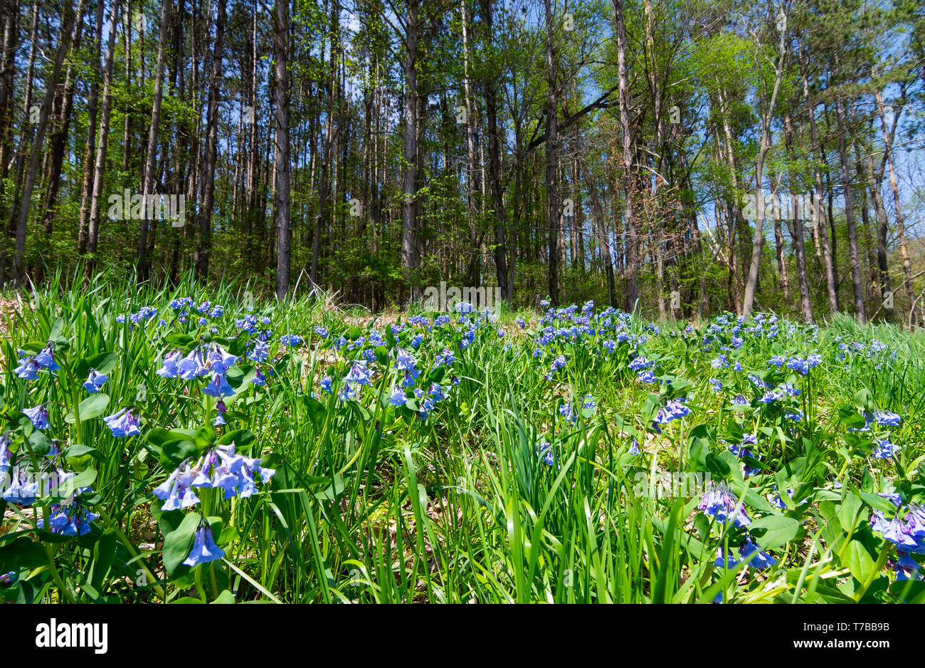 Purple wildflowers growing along the trail on a Spring afternoon ...