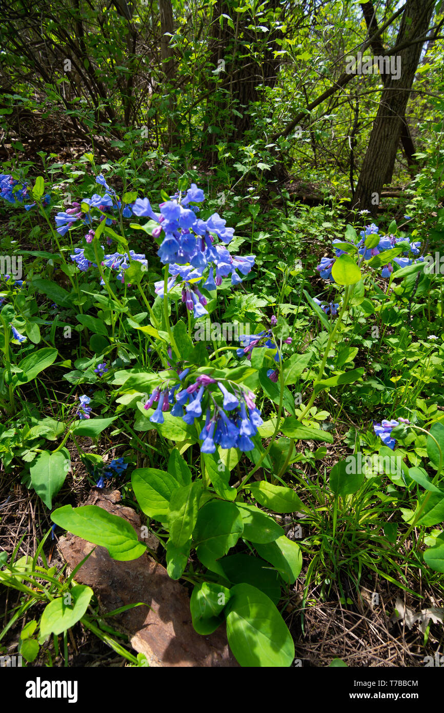 Purple wildflowers growing along the trail on a Spring afternoon