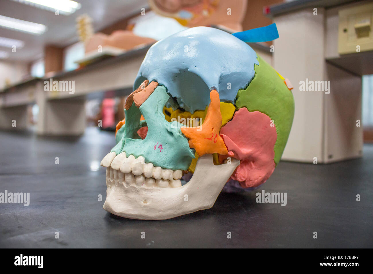 Colored skull model for studying and labelled, located inside laboratory with posterior, medial view, showing the occipital and parietal bones. Stock Photo