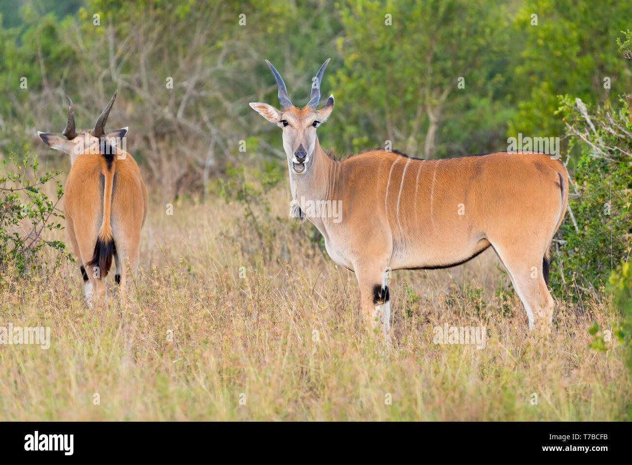 A  Common Eland adult female feeding on the edge of scrubland, looking up, close side view, Ol Pejeta Conservancy, Laikipia, Kenya, Africa Stock Photo