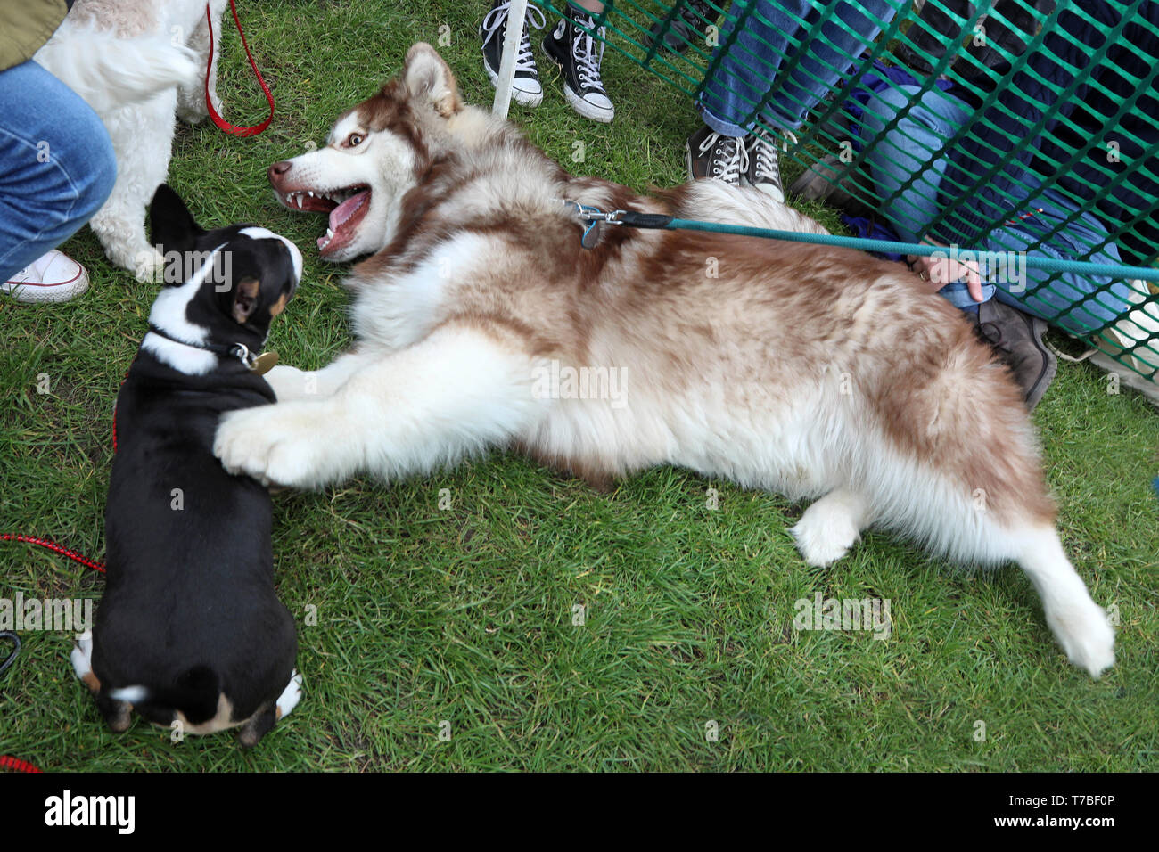London, UK. 5th May 2019. Oscar the English Bull Terrier puppy (and winner  of Cutest Pup) plays with new giant best friend Vanuatu the Alaskan Malamute  at the All Dogs Matter Bark