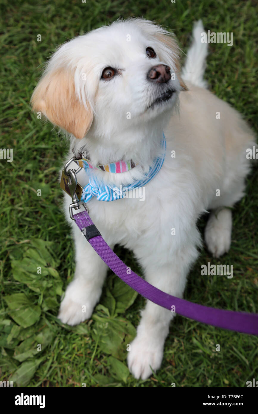 all dogs matter rescue