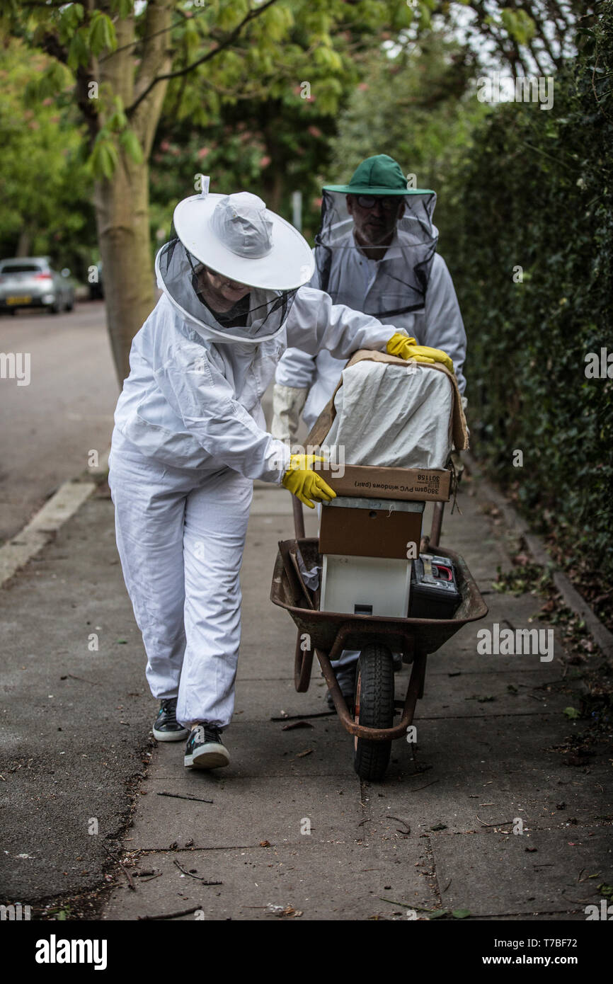 London, UK. 5th May 2019. Beekeepers collect a hive of drone bees in Southwest London, UK Sunday 5th May 2019 A couple dressed in protective beekeeping suites to avoid being stung collect a bee colony and take it away by wheelbarrow on a residential area of southwest London after a prime swarm during the swarm season. Normally about 60% of worker bees leave the original hive location with the old queen and set up a new home, on this occassion in a residential garden. Credit: Jeff Gilbert/Alamy Live News Stock Photo