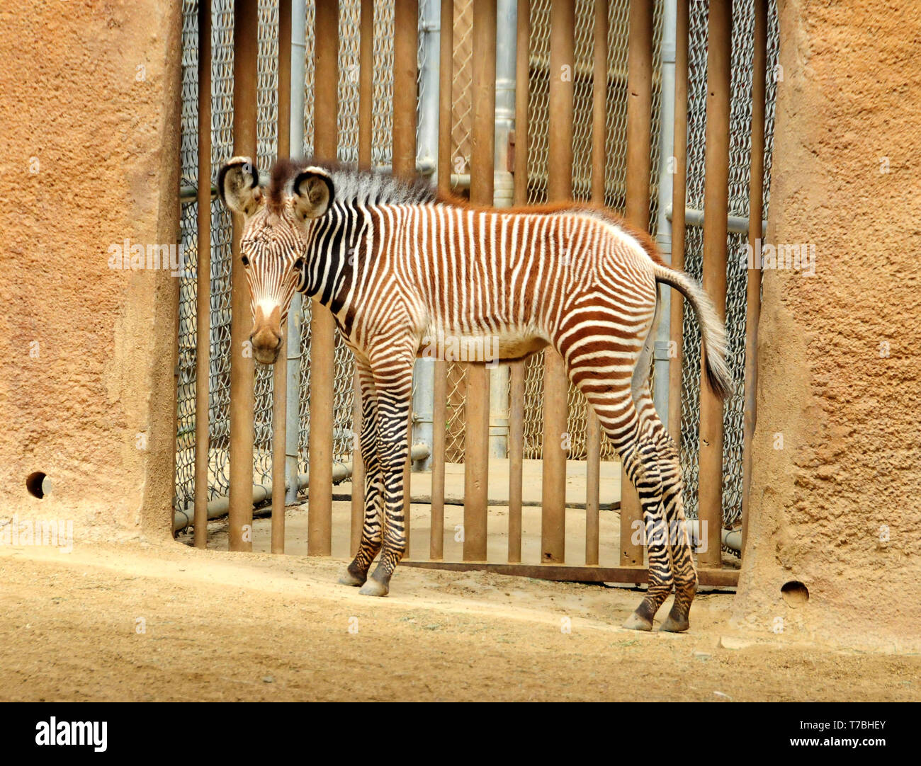 Los Angeles, California, USA 5th May 2019  A Baby Zebra at Los Angeles Zoo on May 5, 2019 in Los Angeles, California, USA. Photo by Barry King/Alamy Live News Stock Photo