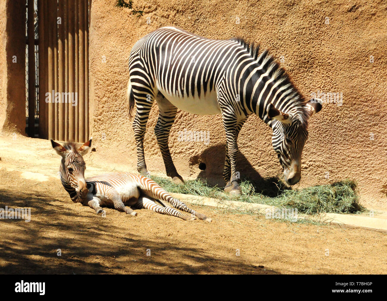 Los Angeles, California, USA 5th May 2019  A Baby Zebra at Los Angeles Zoo on May 5, 2019 in Los Angeles, California, USA. Photo by Barry King/Alamy Live News Stock Photo