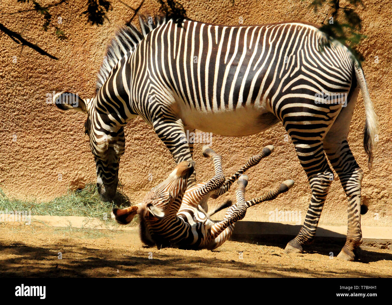 Los Angeles, California, USA 5th May 2019  A Baby Zebra at Los Angeles Zoo on May 5, 2019 in Los Angeles, California, USA. Photo by Barry King/Alamy Live News Stock Photo