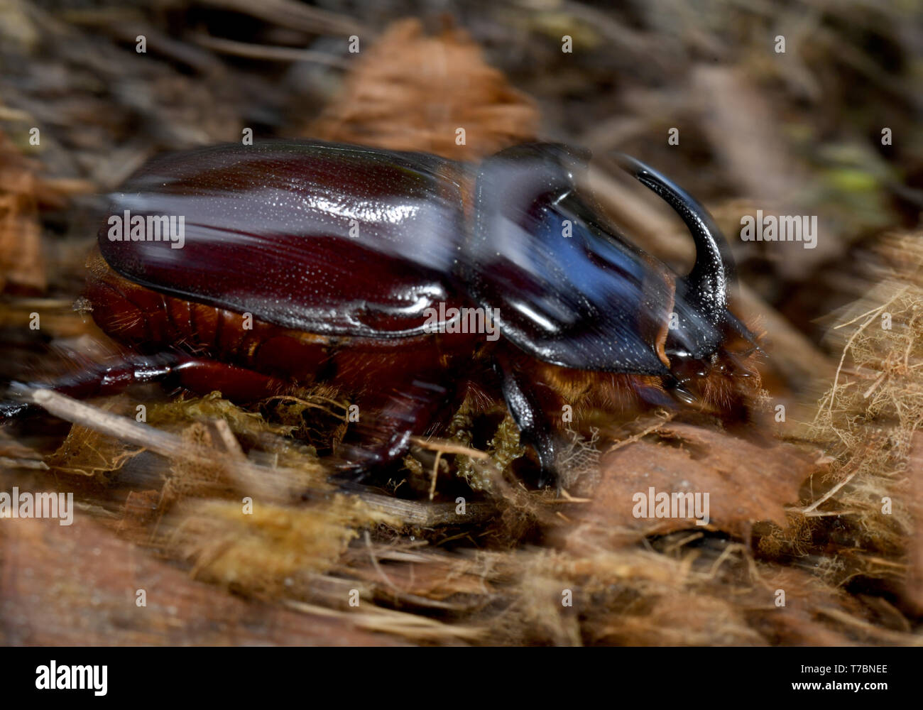 Eichwalde, Germany. 05th May, 2019. A male rhinoceros beetle (Oryctes nasicornis) runs over a compost heap. The beetles, whose larvae feed on wood and other plant fibres, live only four to five weeks. Credit: Tim Brakemeier/dpa-Zentralbild/dpa/Alamy Live News Stock Photo
