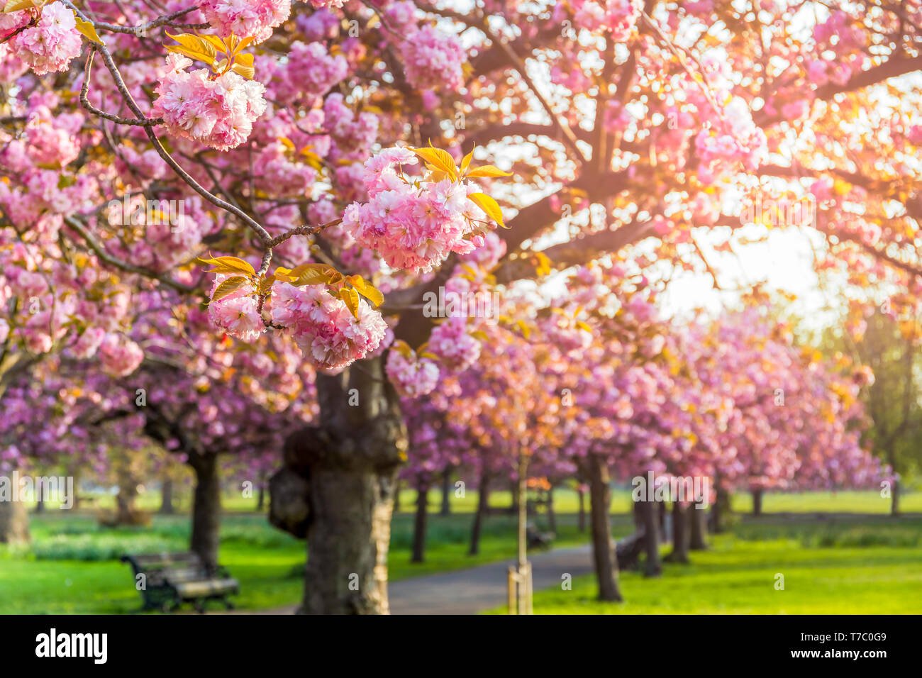 Cherry blossoms full bloom with morning sunlight in summer Stock Photo