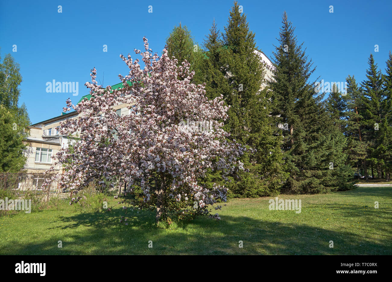 Shot of blooming apple tree crown with pink flowers.  Institute of Cytology and Genetics building on the background Stock Photo