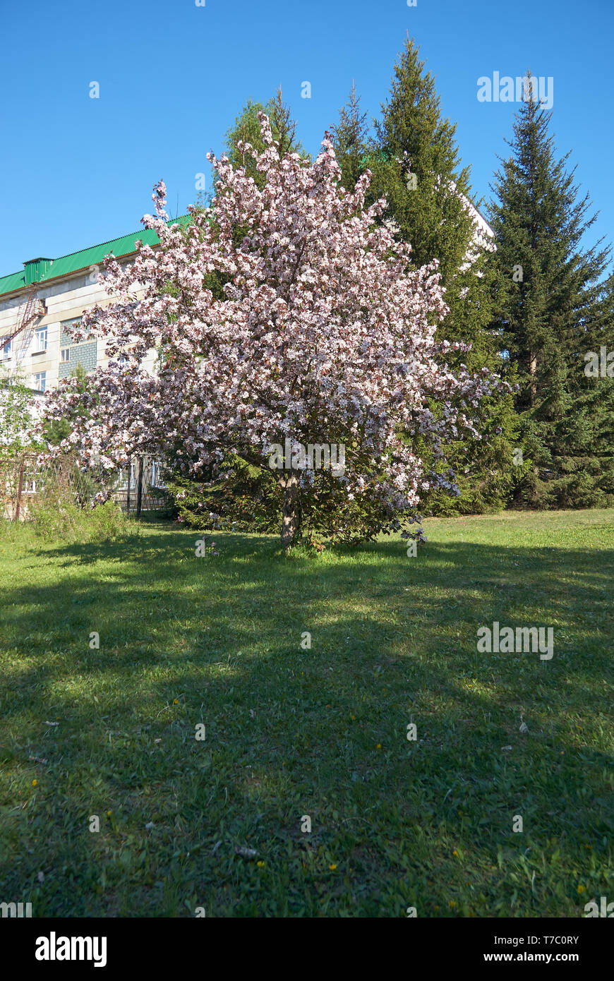 Shot of blooming apple tree crown with pink flowers.  Institute of Cytology and Genetics building on the background Stock Photo