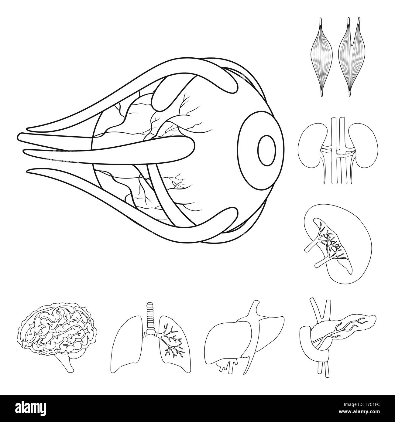 eyeball,muscle,kidney,brain,lung,liver,pancreas,eye,organs,urinary,mind,trachea,digestive,endocrine,structure,system,transplant,psychology,respiratory,eyesight,pain,stones,genius,healthy,body,protection,musculoskeletal,diagram,anatomy,organ,internal,medical,human,health,biology,scientific,research,laboratory,set,vector,icon,illustration,isolated,collection,design,element,graphic,sign,outline,line Vector Vectors , Stock Vector