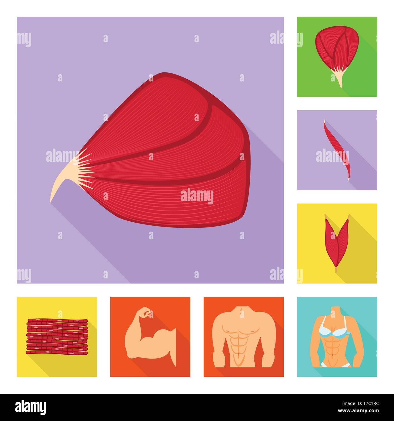 Isolated object of muscle and cells icon. Collection of muscle and ...