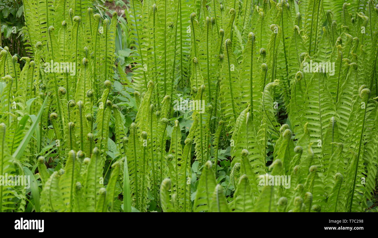 Ferns growing in beautiful hi-res stock photography and images - Alamy