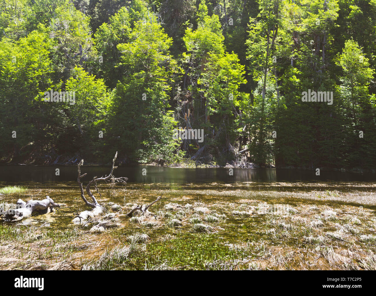 Patagonian southern beech forest above a river pool and frosty marsh foreground, Stock Photo