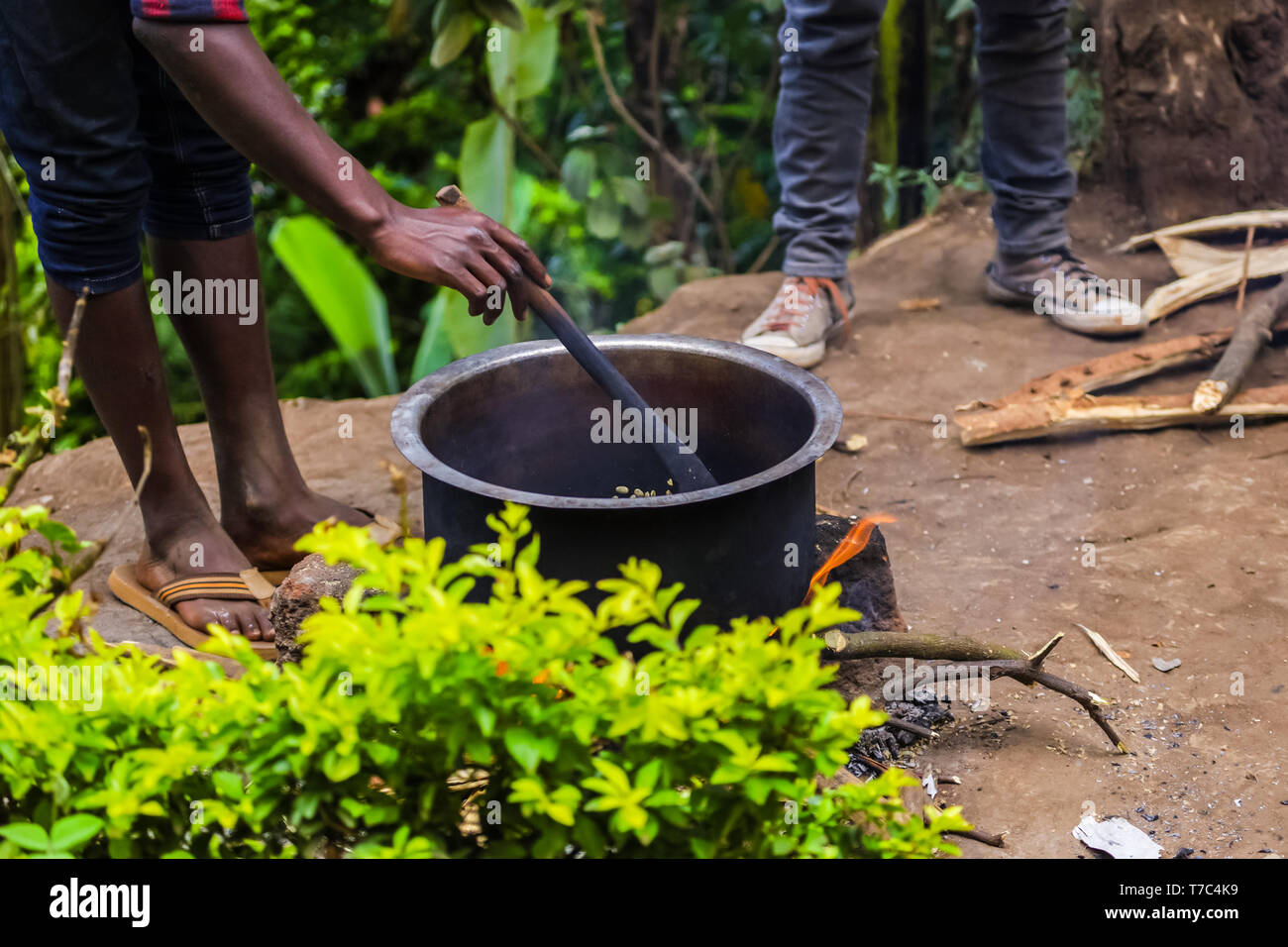 Sitting in the middle of the jungles, near the hot bonfire. Roasting the coffee beans in a pot, drinking tasty coffee in the morning. Green plants, Stock Photo