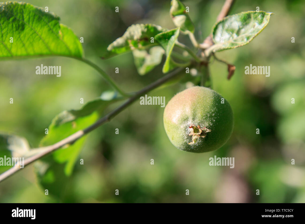 Fruit of immature apple on the branch of tree with leaves affected by fungal disease. Shallow depth of field. Fruit growing in the garden Stock Photo