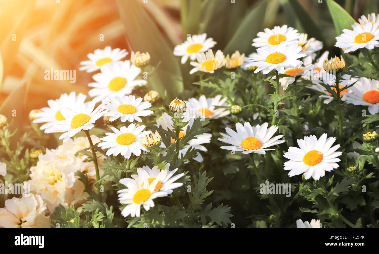 Green grass and flowers of chamomile on sunny background Stock Photo ...