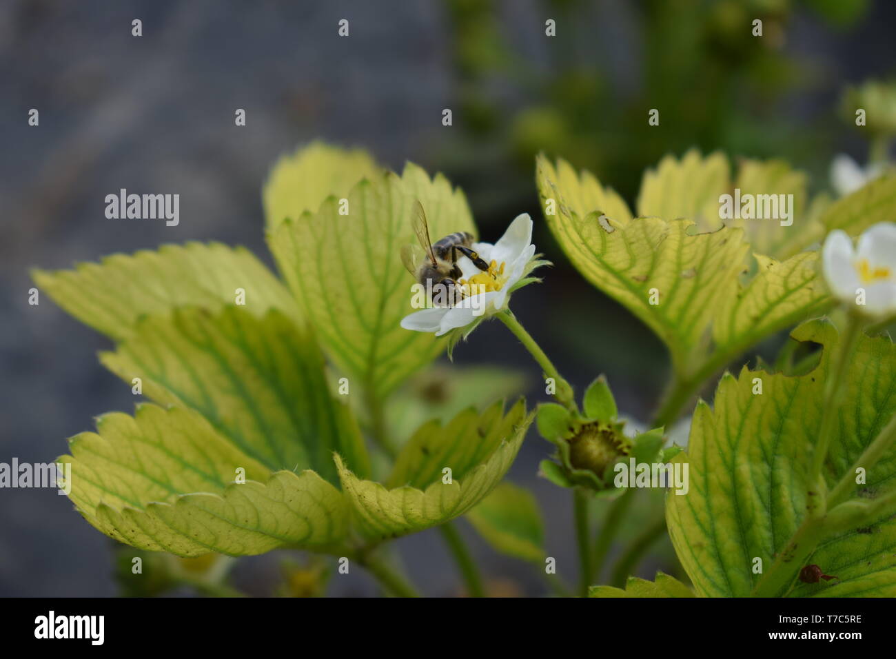 Nature at its finest Stock Photo Alamy
