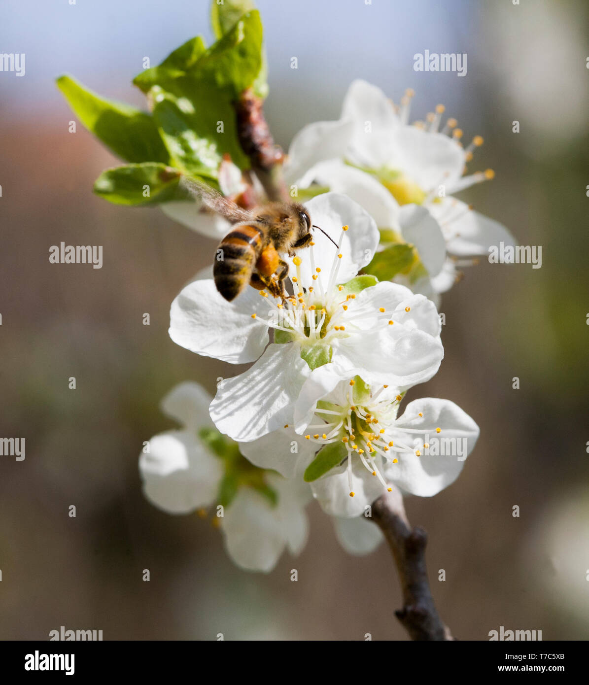 BEE Apoidea looking for nectar and pollen at a blooming plum tree Stock Photo