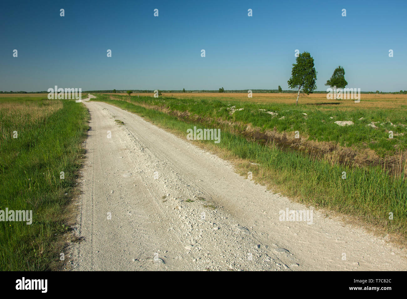 Gravel road to the horizon, green meadow, trees and cloudless blue sky Stock Photo