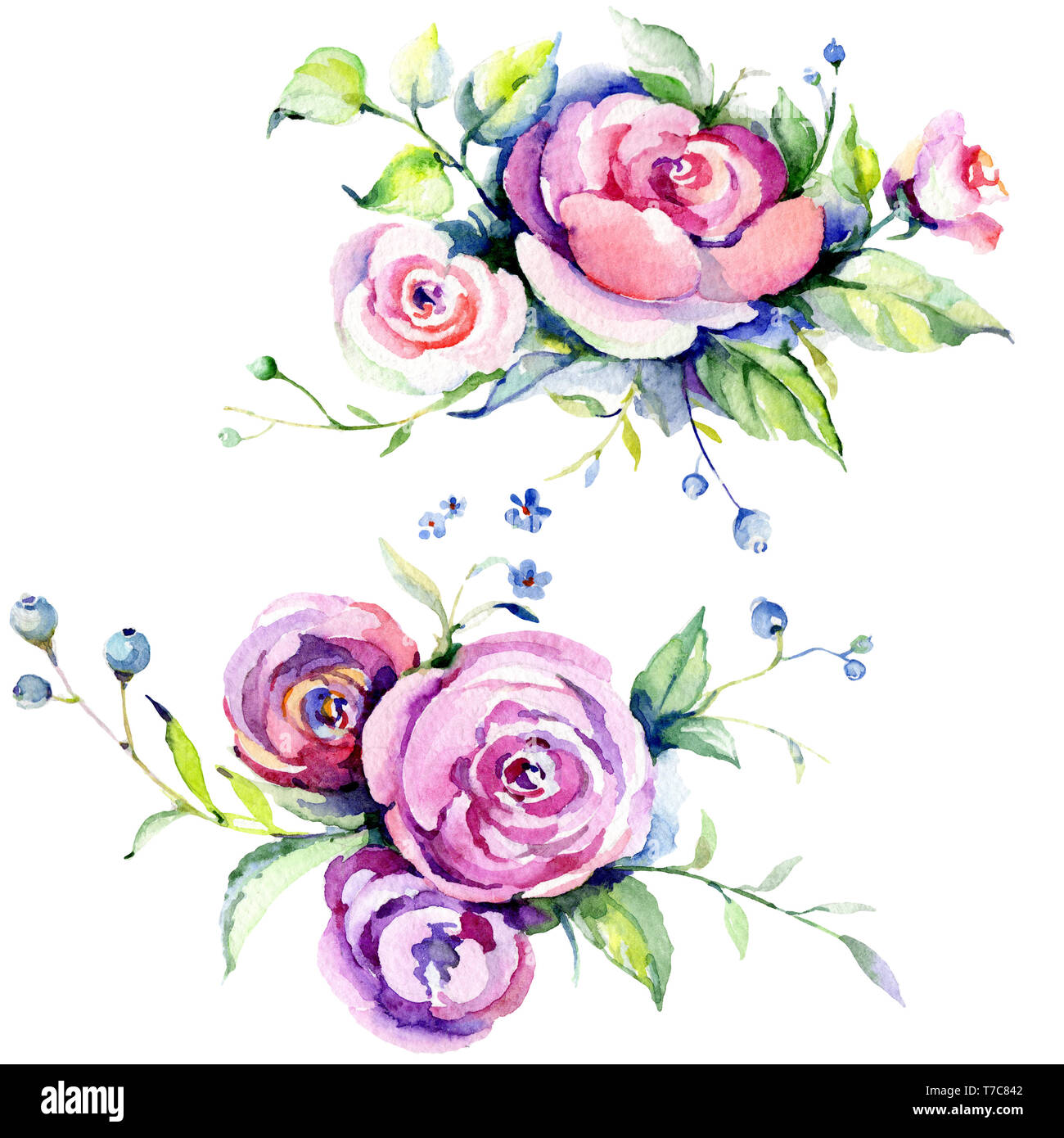 Pink rose bouquet loral botanical flowers. Watercolor background set ...
