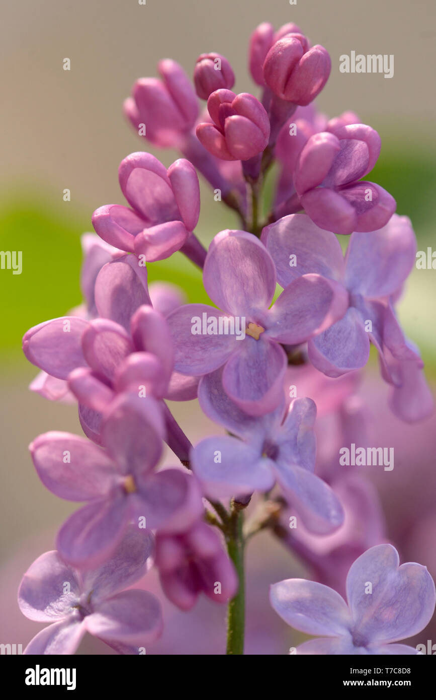 Spring lilac flowers in garden Stock Photo
