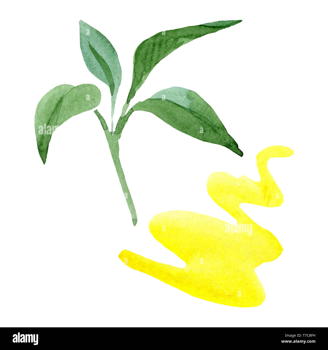 Blue brugmansia floral botanical flowers. Watercolor background set