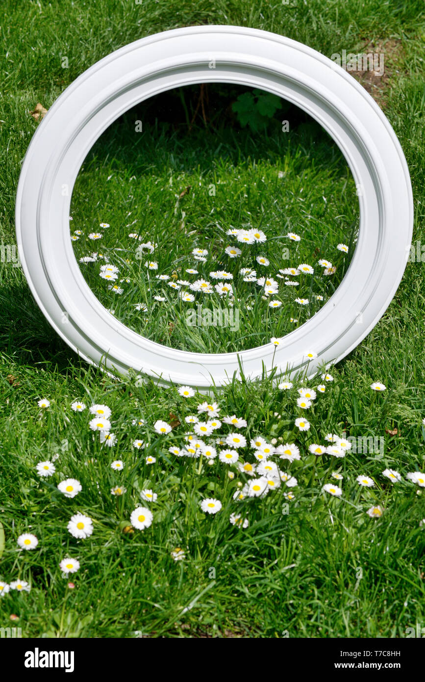 white flowers on field reflect in mirror Stock Photo