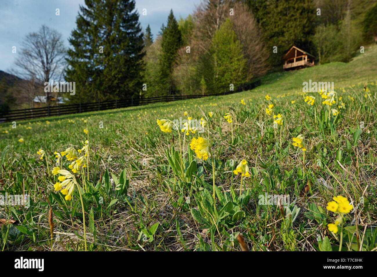 Field of yellow Cowslip flowers on mountain Stock Photo