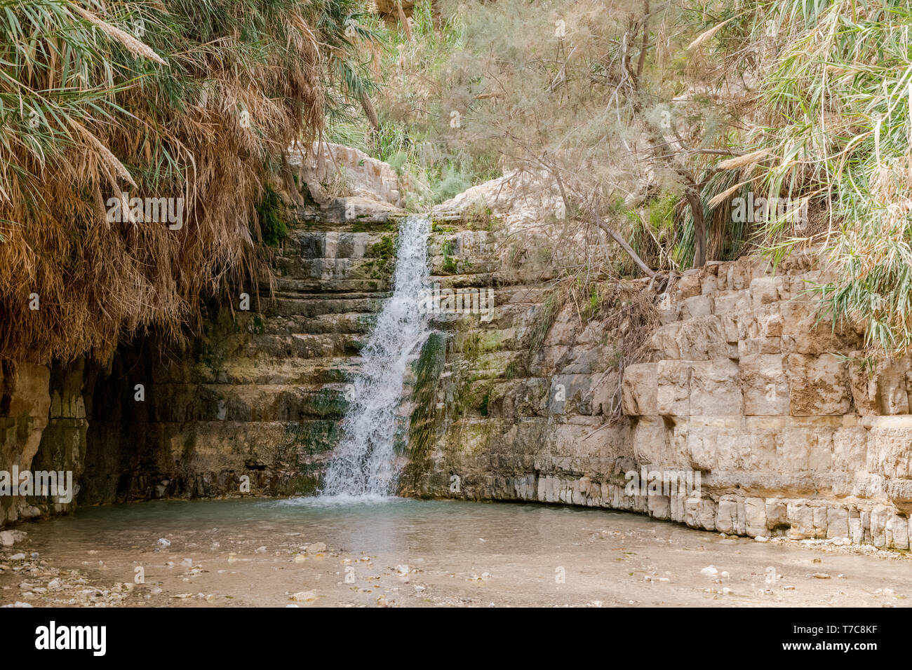 The Waterfall in national park Ein Gedi at the Dead Sea in israel Stock Photo