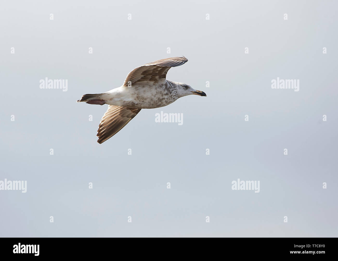 Juvenile Herring Gull (Larus argentatus) in flight, Annapolis Royal