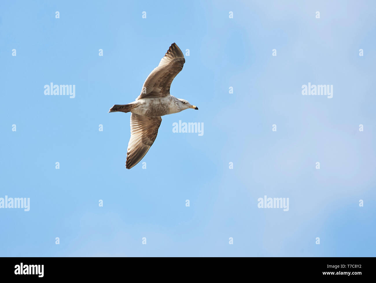 Juvenile Herring Gull (Larus argentatus) in flight, Annapolis Royal