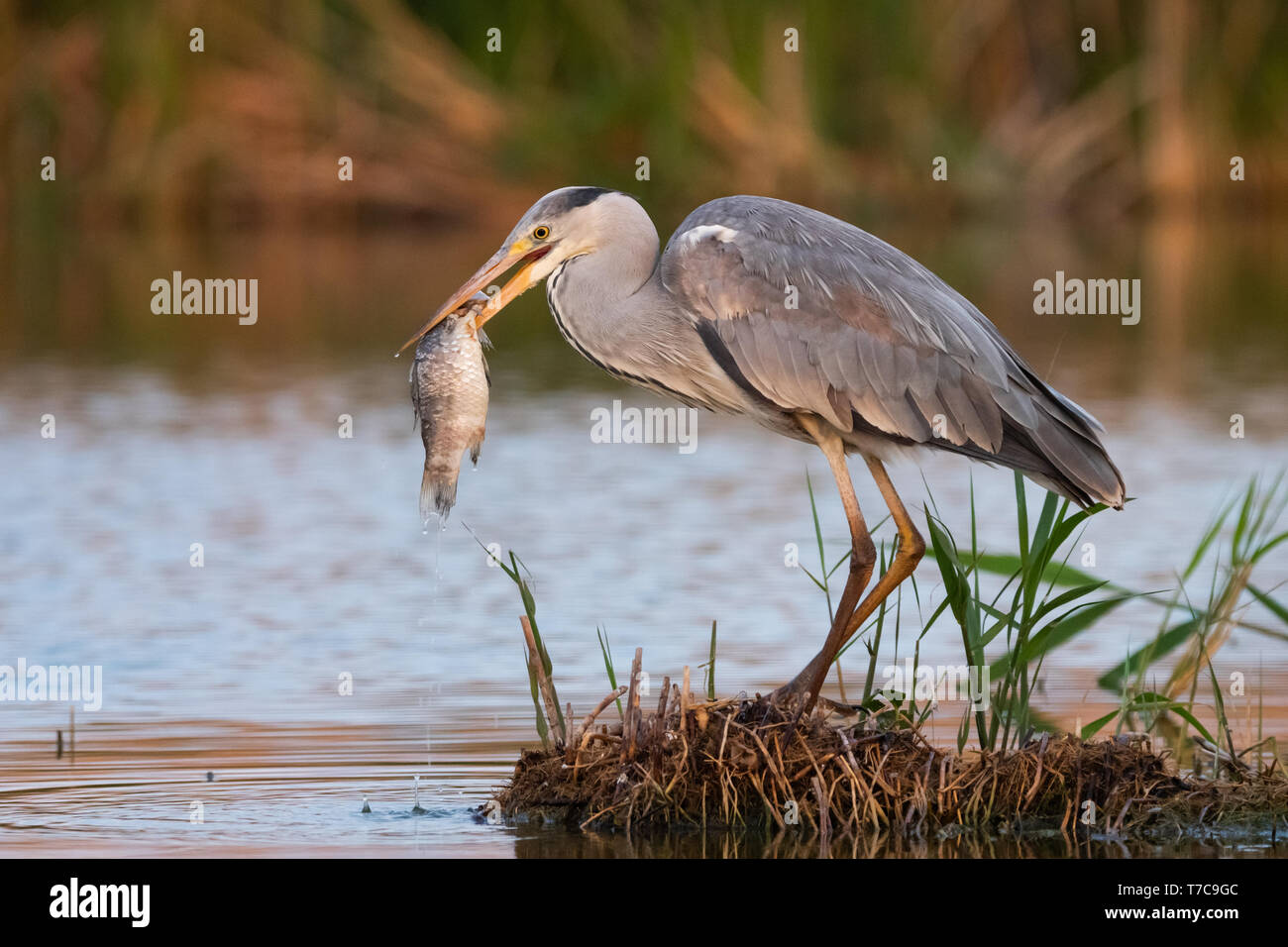 Grey heron has caught the fish in swamp. Bird behavior in natural ... Biology Diagrams
