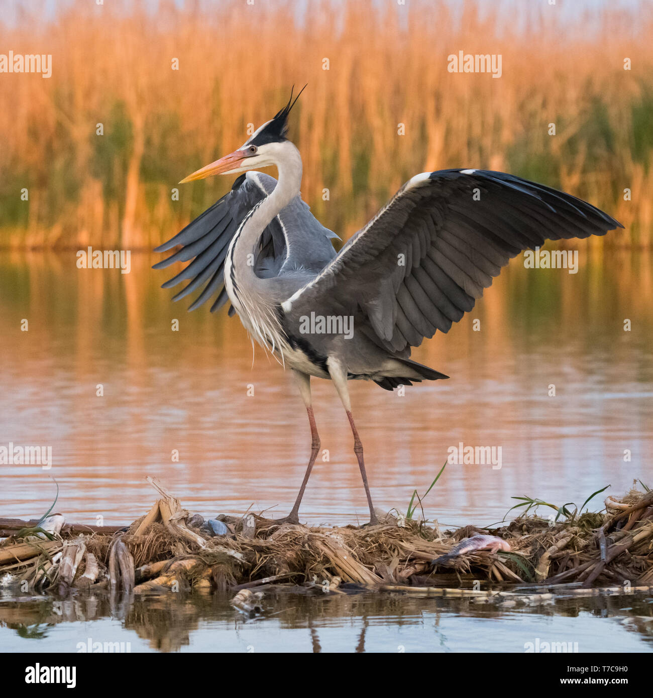 Grey heron (ardea cinerea) in natural habitat. Stock Photo